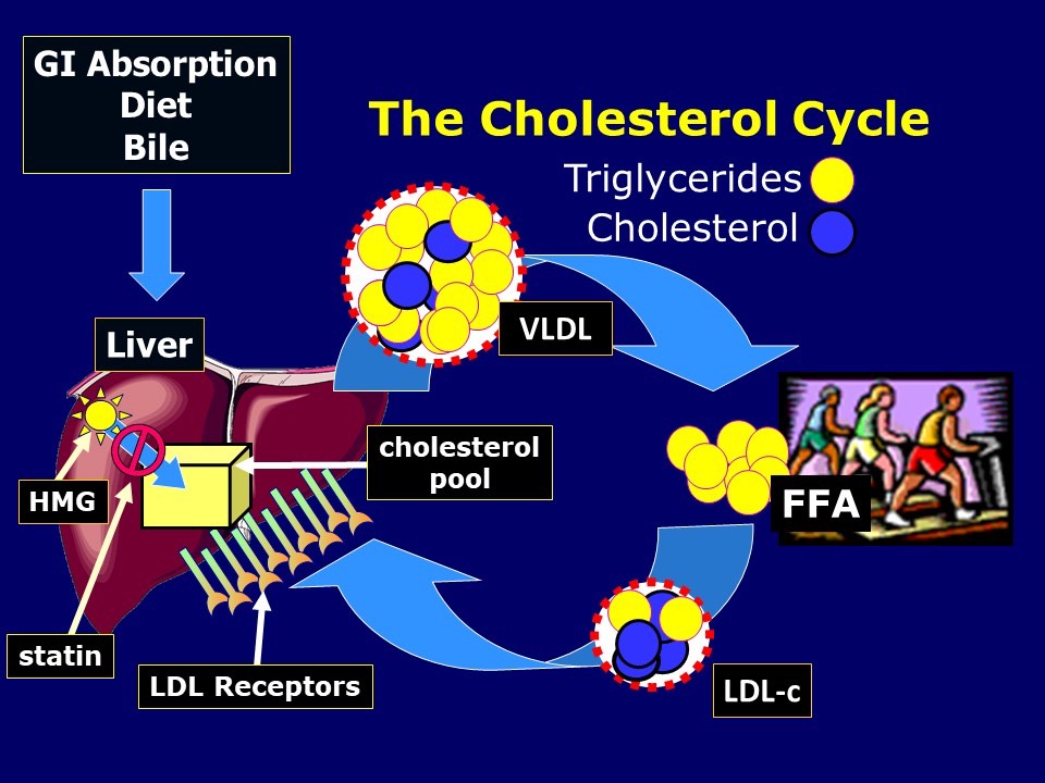 Cholesterol Cycle