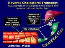 Reverse Cholesterol Transport